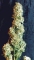 22k